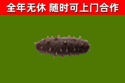 龙岗区烟酒回收干海参.jpg